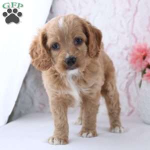 Anisa, Cockapoo Puppy