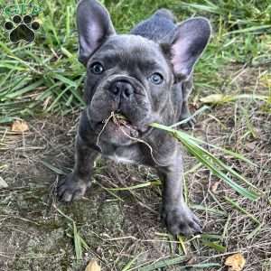 Toni, French Bulldog Puppy