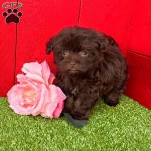 Charlotte, Havanese Puppy