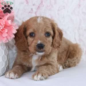 Anisa, Cockapoo Puppy