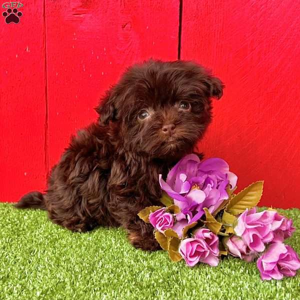 Charlotte, Havanese Puppy