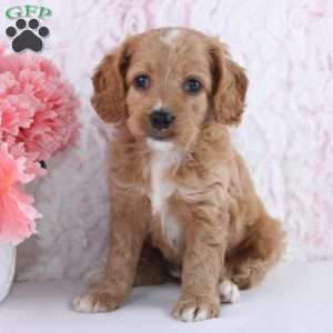 Anisa, Cockapoo Puppy