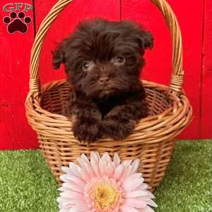 Charlotte, Havanese Puppy