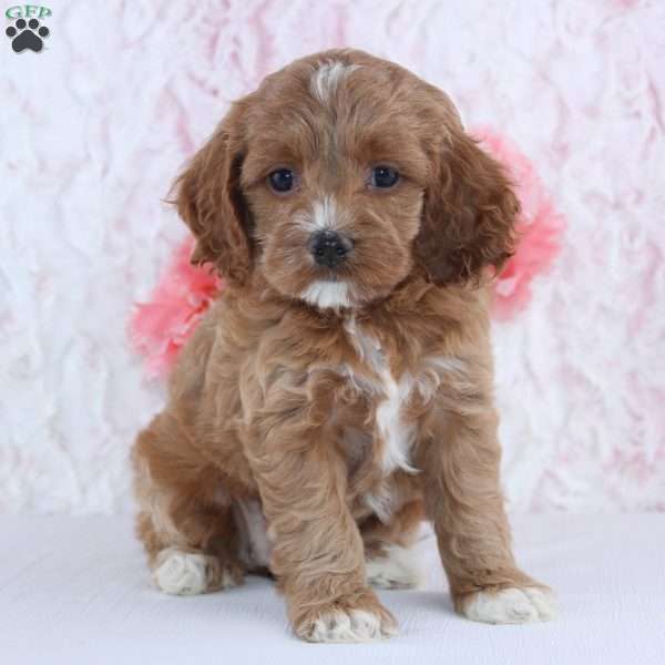 Abby, Cockapoo Puppy