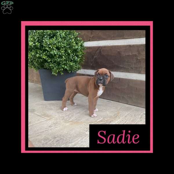 Sadie, Boxer Puppy