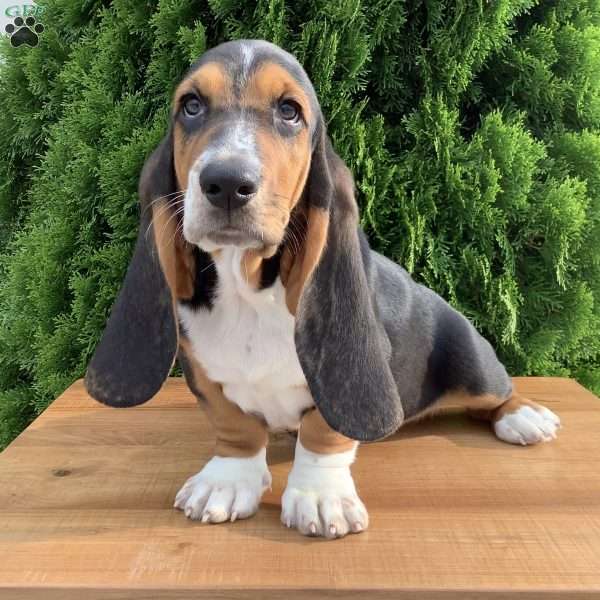 Harper, Basset Hound Puppy