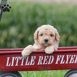 Ellie, Maltipoo Puppy