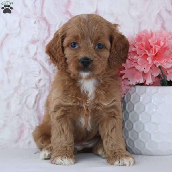 Alice, Cockapoo Puppy