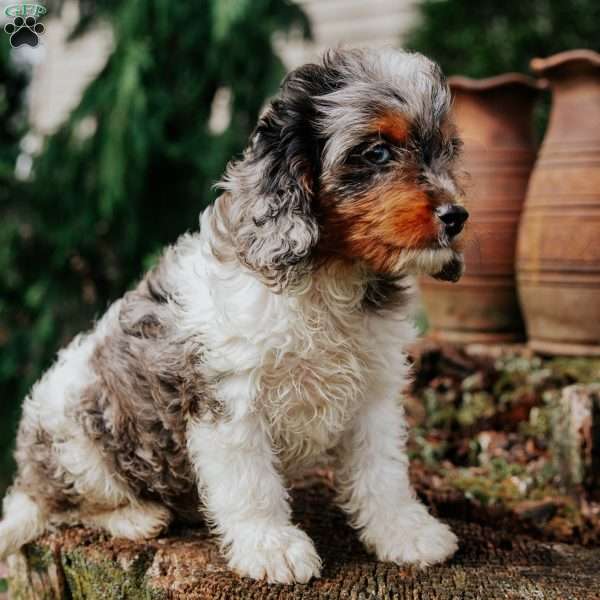 Silver, Cavapoo Puppy