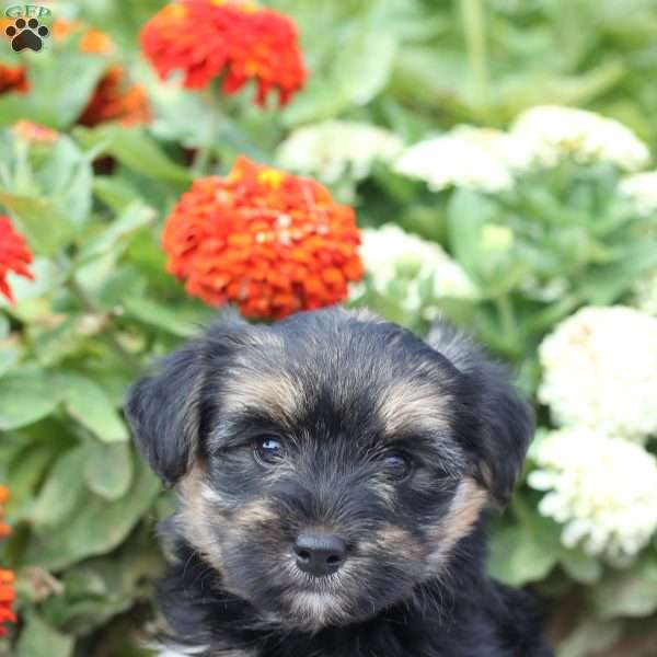 Gabby, Yorkie Poo Puppy