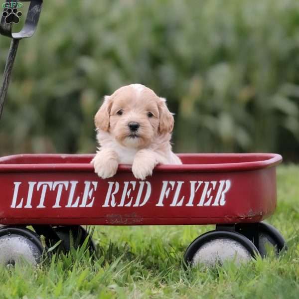 Esme, Maltipoo Puppy