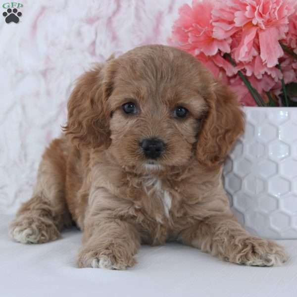 Ariana, Cockapoo Puppy