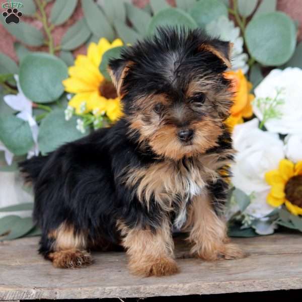 Ian, Yorkie Puppy