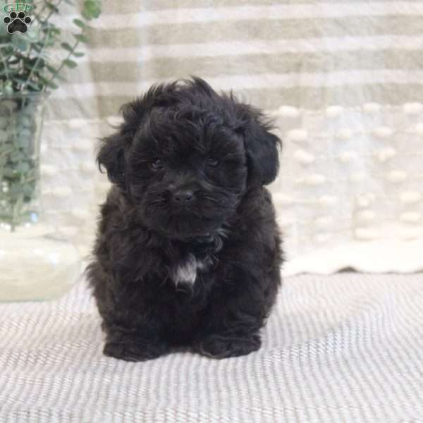 Nate, Shih Tzu Mix Puppy