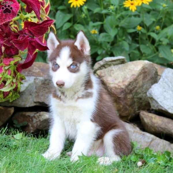 Ian, Siberian Husky Puppy