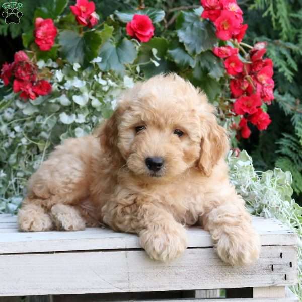 Ian, Mini Goldendoodle Puppy