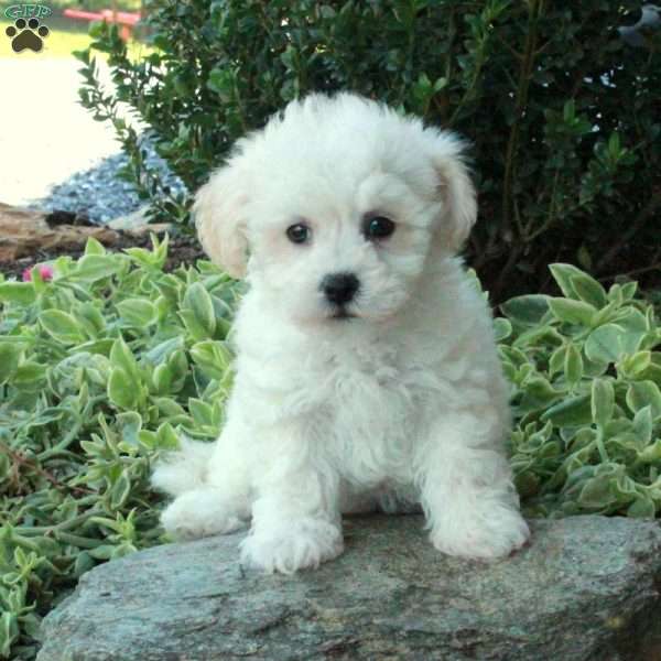 Ina, Bichon Frise Puppy