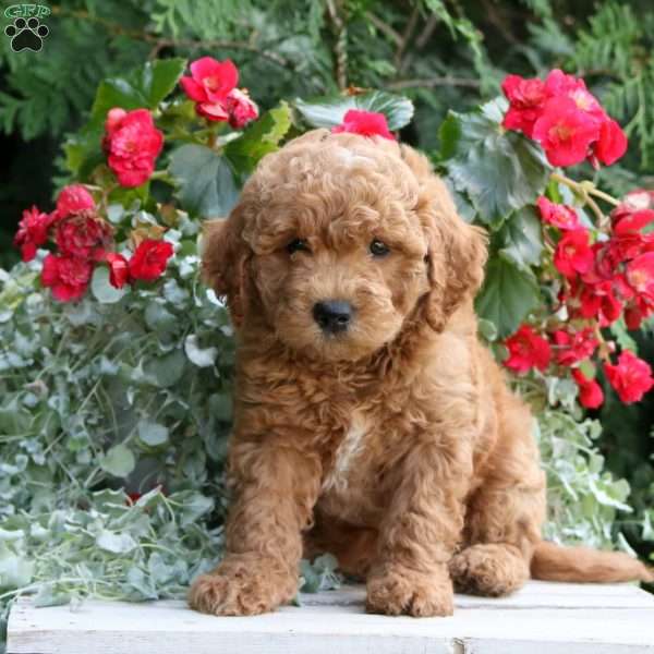 Indy, Mini Goldendoodle Puppy