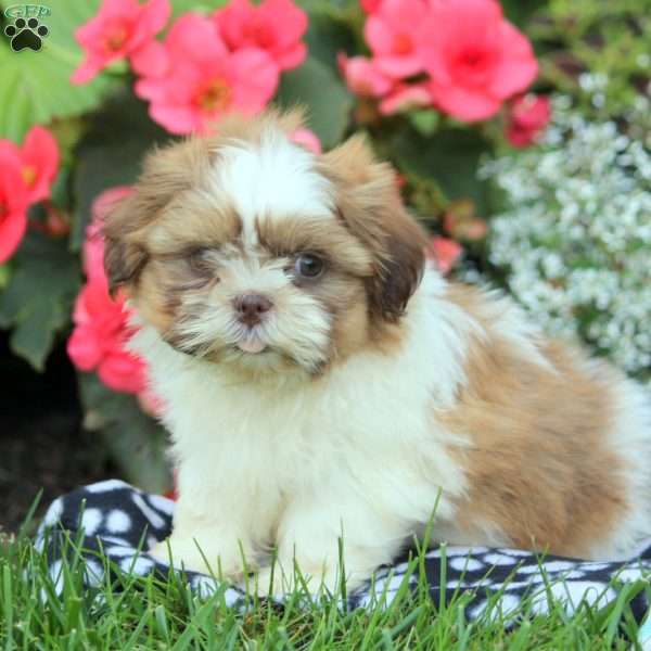 Isaac, Shih Tzu Puppy