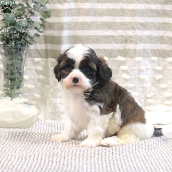 Nick, Shih Tzu Mix Puppy