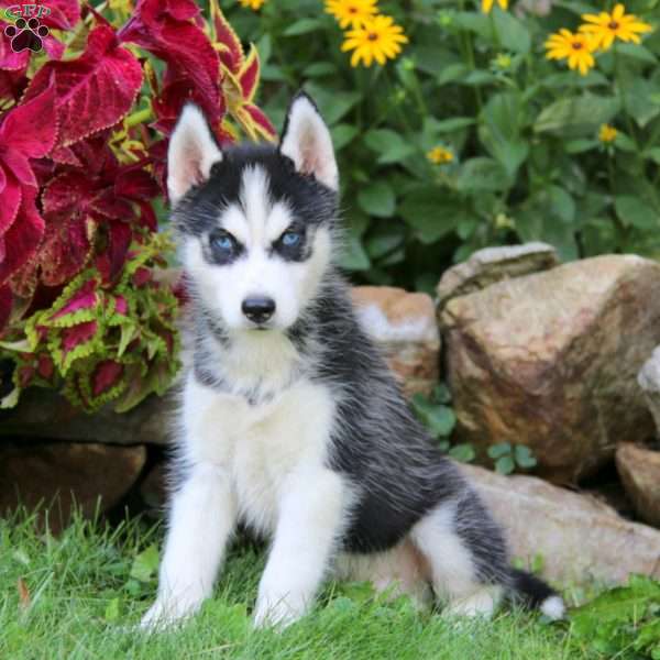 Isaac, Siberian Husky Puppy