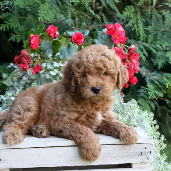 Isaac, Mini Goldendoodle Puppy