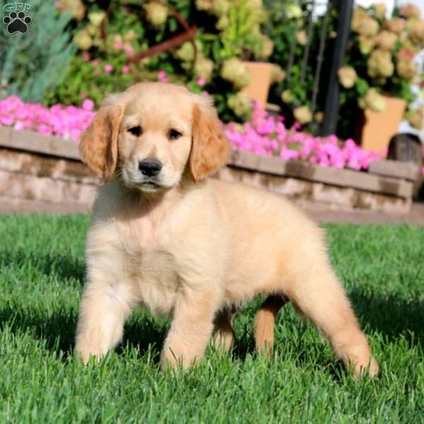 Isaac, Golden Retriever Puppy