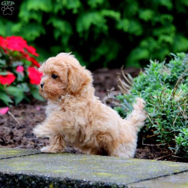 Isaac, Maltipoo Puppy