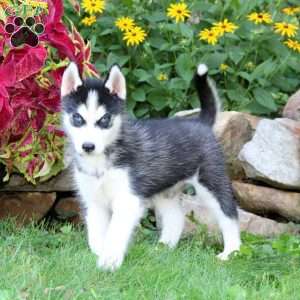 Isaac, Siberian Husky Puppy