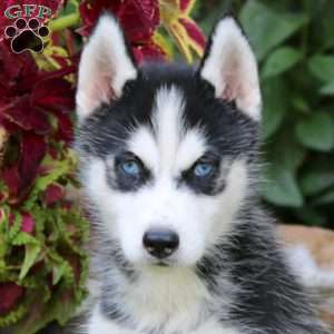 Isaac, Siberian Husky Puppy