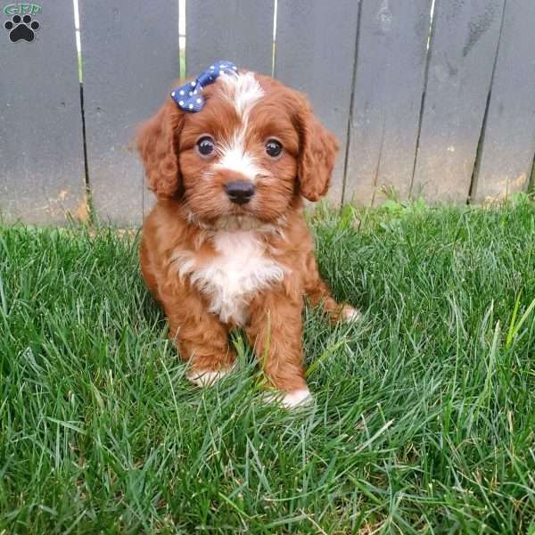 Isaac, Cavapoo Puppy