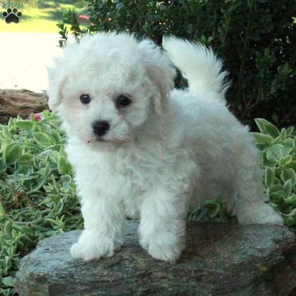 Isabel, Bichon Frise Puppy