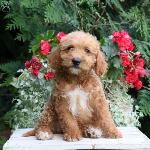 Isabel, Mini Goldendoodle Puppy