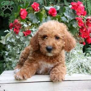 Isabel, Mini Goldendoodle Puppy