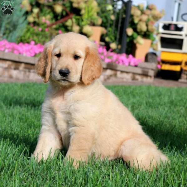 Isabelle, Golden Retriever Puppy