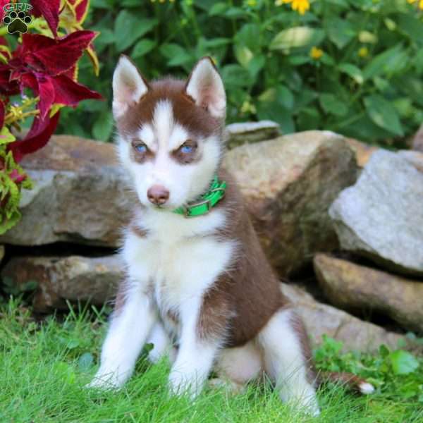 Isabelle, Siberian Husky Puppy