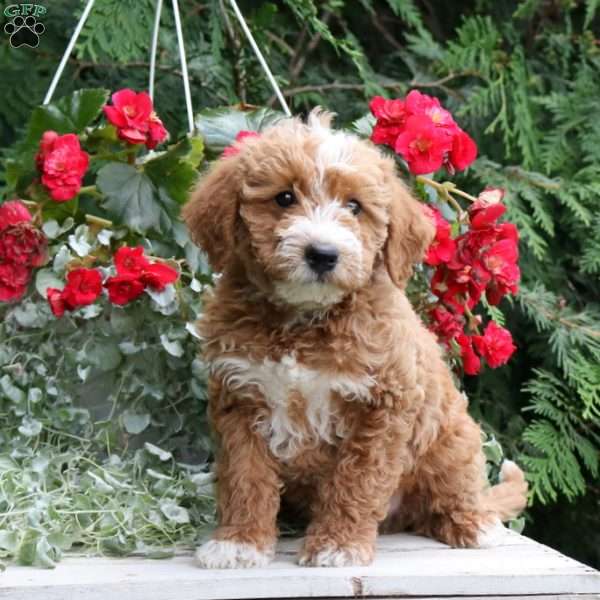 Isaiah, Mini Goldendoodle Puppy