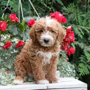 Isaiah, Mini Goldendoodle Puppy