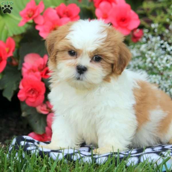 Ivan, Shih Tzu Puppy