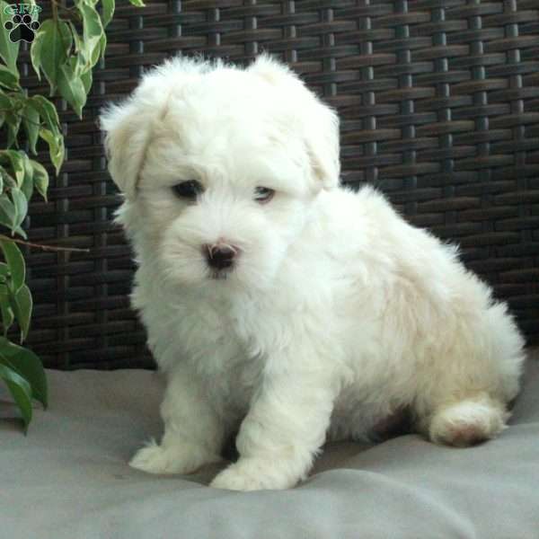 Iver, Havanese Puppy