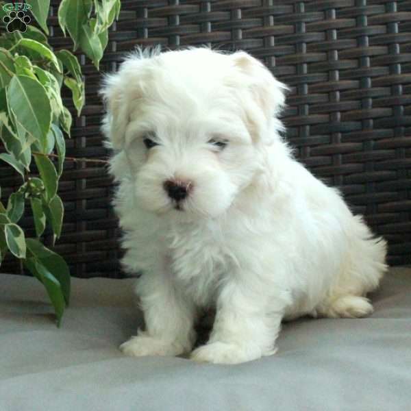 Ivory, Havanese Puppy