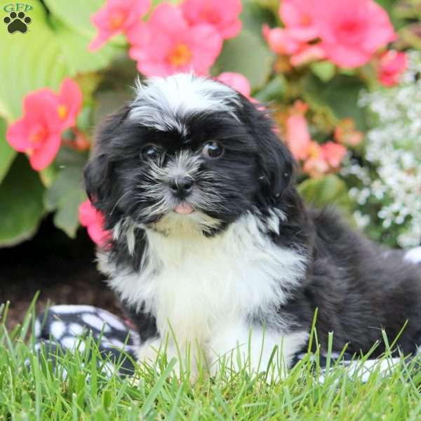 Ivy, Shih Tzu Puppy