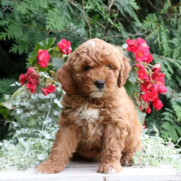 Ivy, Mini Goldendoodle Puppy