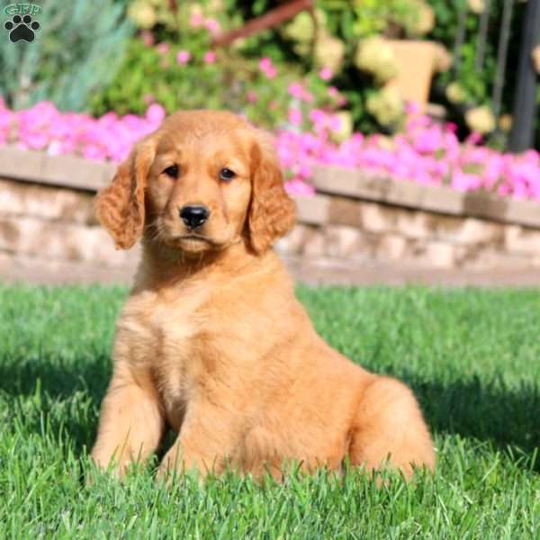 Ivy, Golden Retriever Puppy