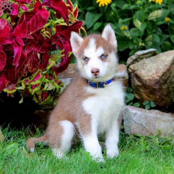 Ivy, Siberian Husky Puppy