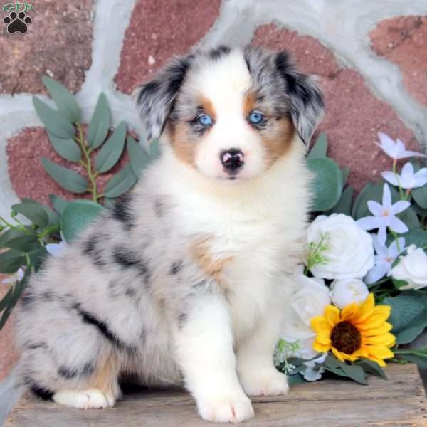 Jace, Miniature Australian Shepherd Puppy