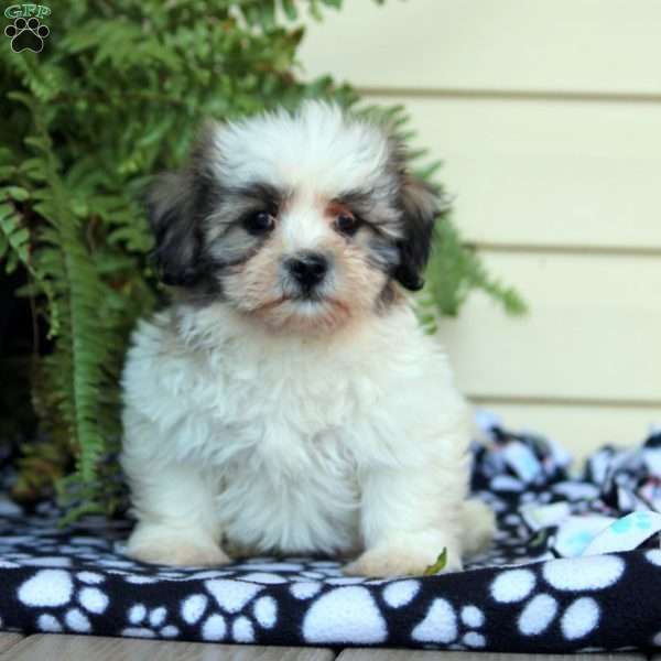 Jack, Teddy Bear Puppy