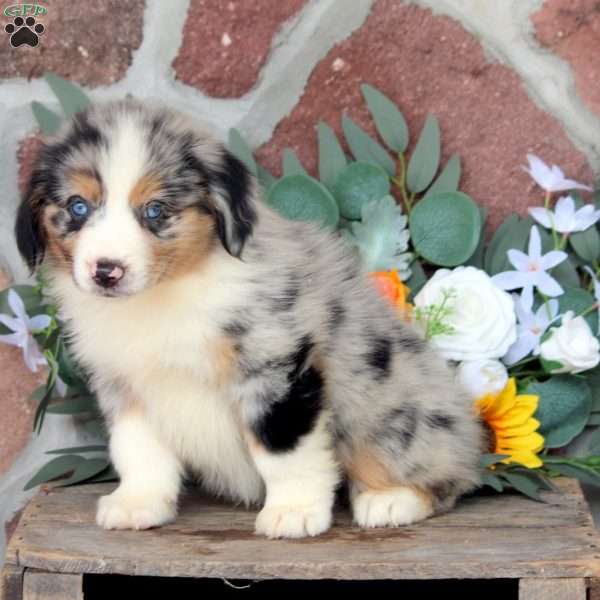 Jack, Miniature Australian Shepherd Puppy