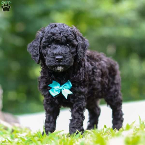 Jack, Cockapoo Puppy