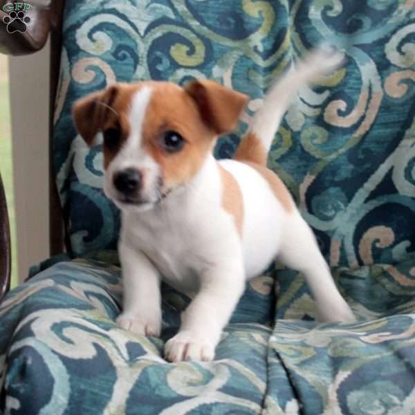 Jackson, Jack Russell Terrier Puppy